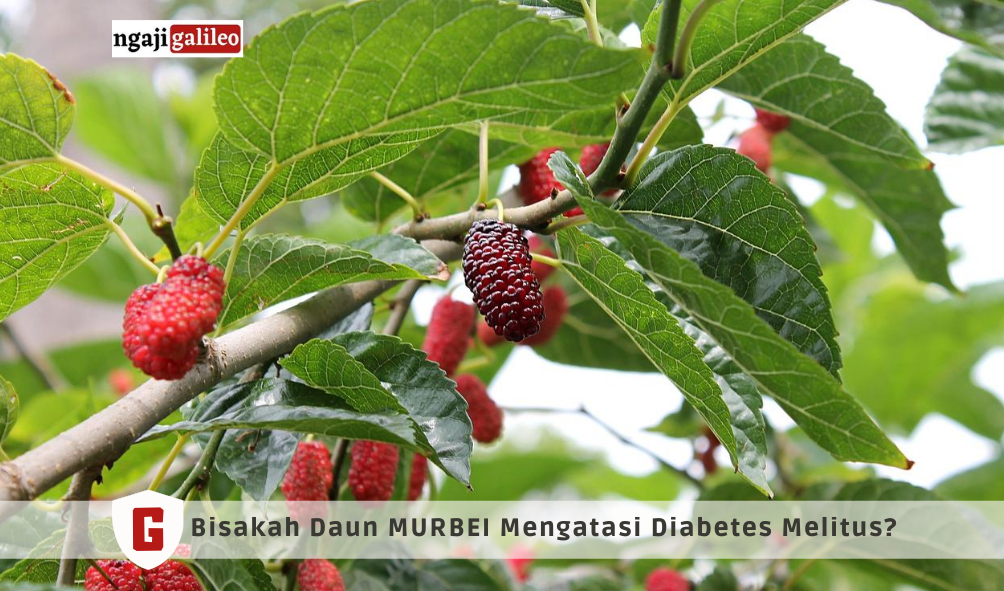 DAUN MURBEI DIBUAT OBAT DIABETES MELITUS, BAGAIMANA BISA? - Ngaji Galileo