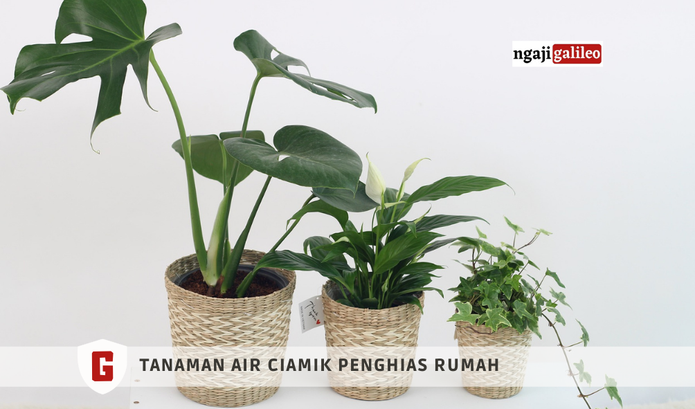 5 Jenis  Tanaman  Air Penghias  Ruangan dan Cara Merawatnya 