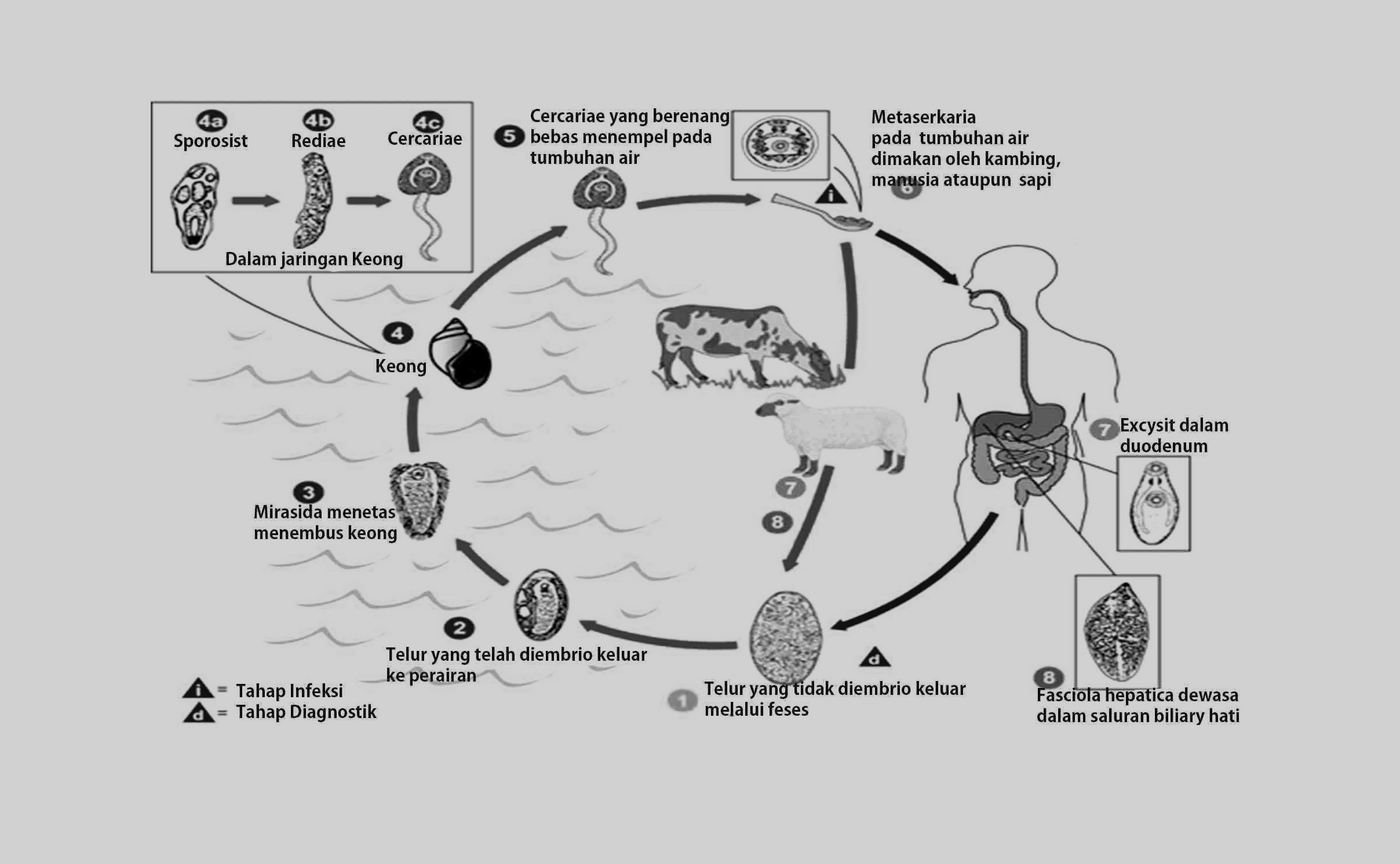 Fase hidup larva cacing hati fasciola hepatica saat masuk ke tubuh siput lymnea adalah