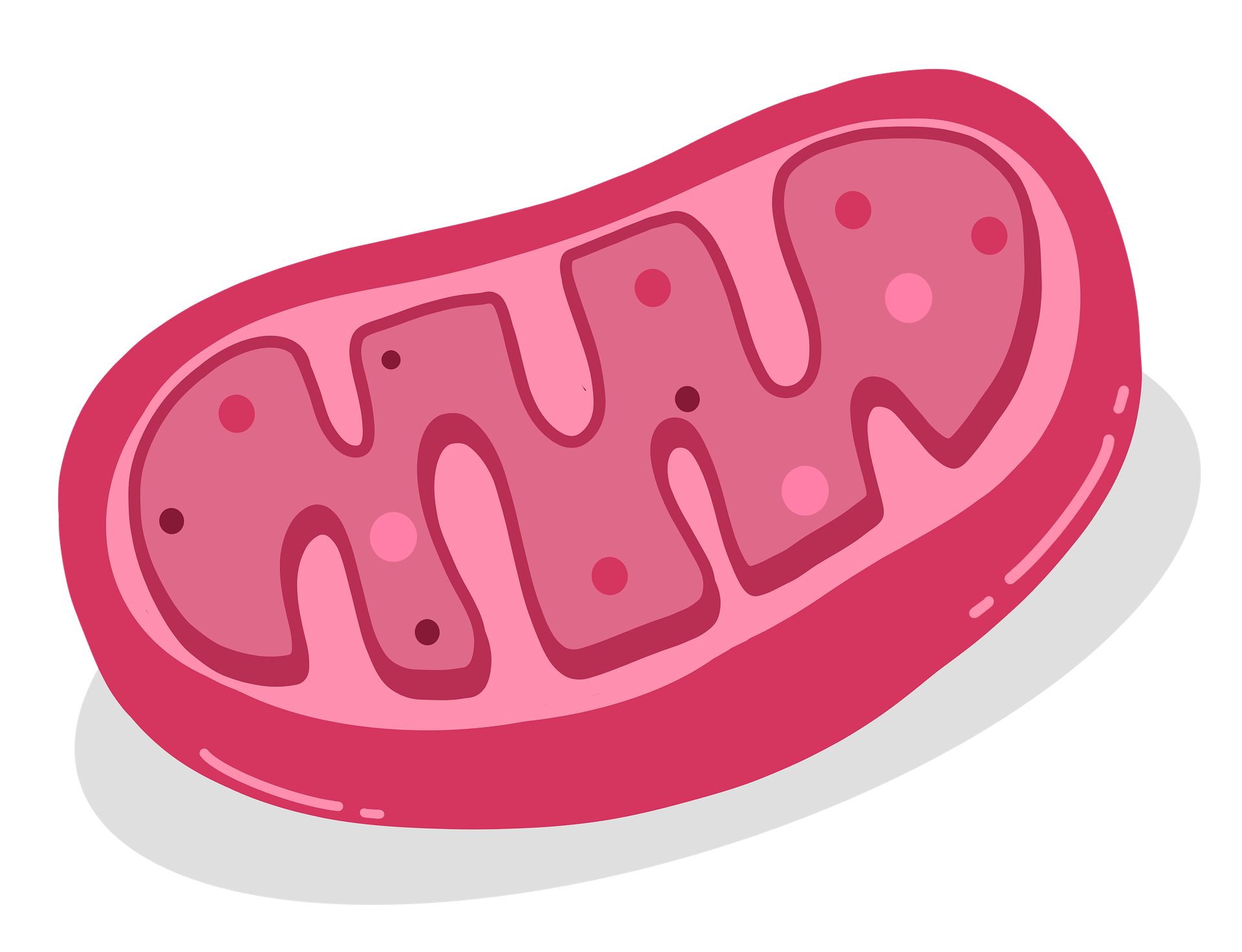 Inilah Rangkuman Biologi Kelas 11 Bab Respirasi - Ngaji Galileo